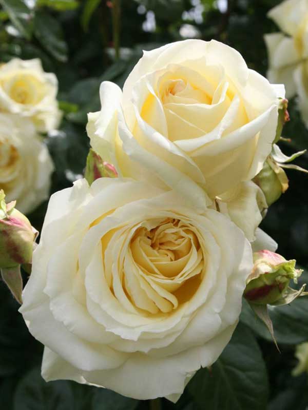 Троянда плетиста Ельф Троянда плетиста Ельф