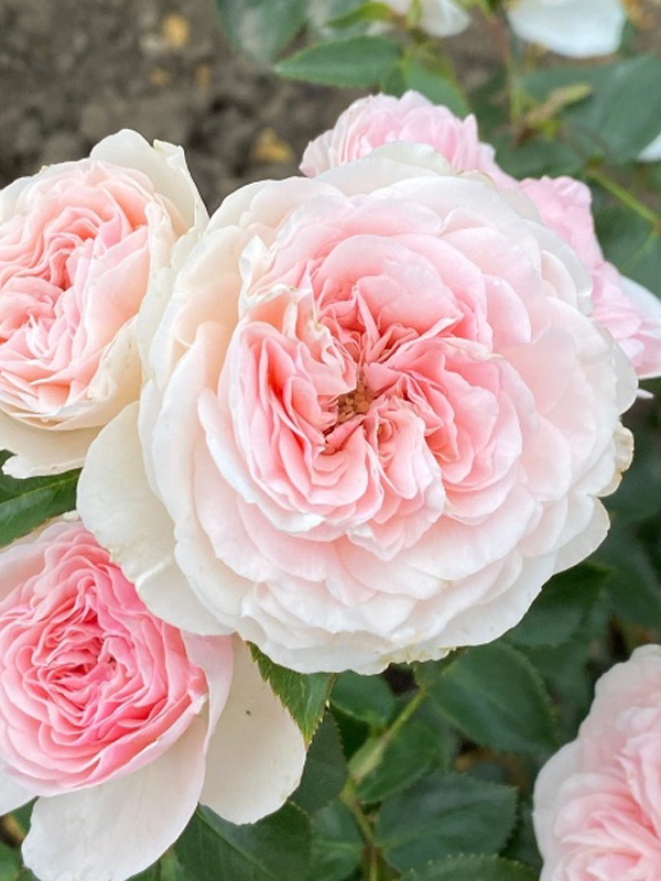 Троянда на штамбі "Марія Тереза" Троянда на штамбі "Марія Тереза"