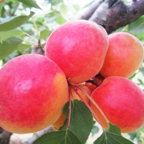 Абрикос Робада (2-ох річка)