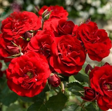 Троянда Штамбова Сатчмо