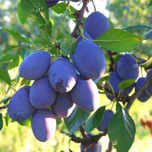 Слива Топ-Хіт у горщику Слива Топ-Хіт у горщику