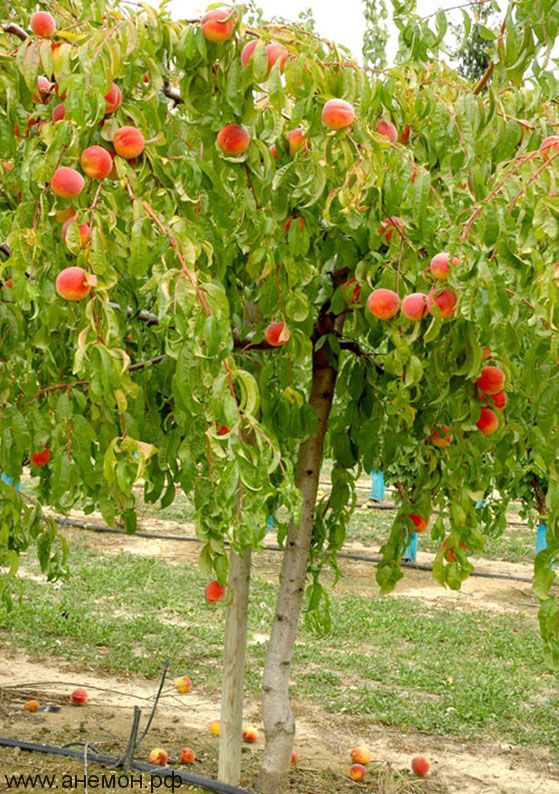 Персик плакучий Сан Хрест Персик плакучий Сан Хрест