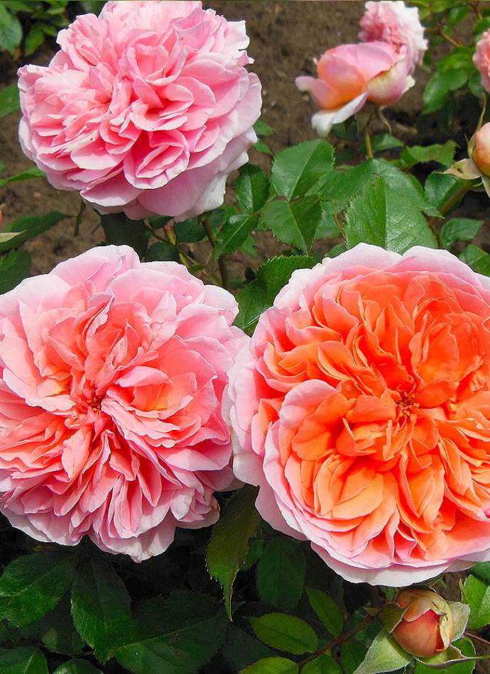 Троянда Чіп і Дейл Троянда Чіп і Дейл