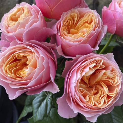 Троянда чайно-гібридна Вувузела Троянда чайно-гібридна Вувузела