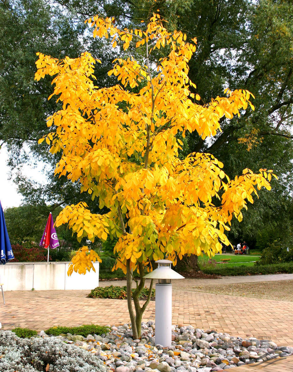 Жовте дерево (Кладрастіс)