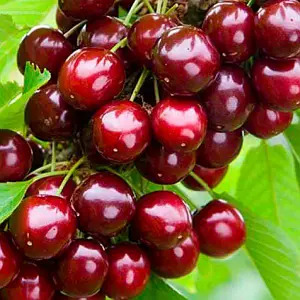 Черешня Гудзон у горщику Черешня Гудзон у горщику