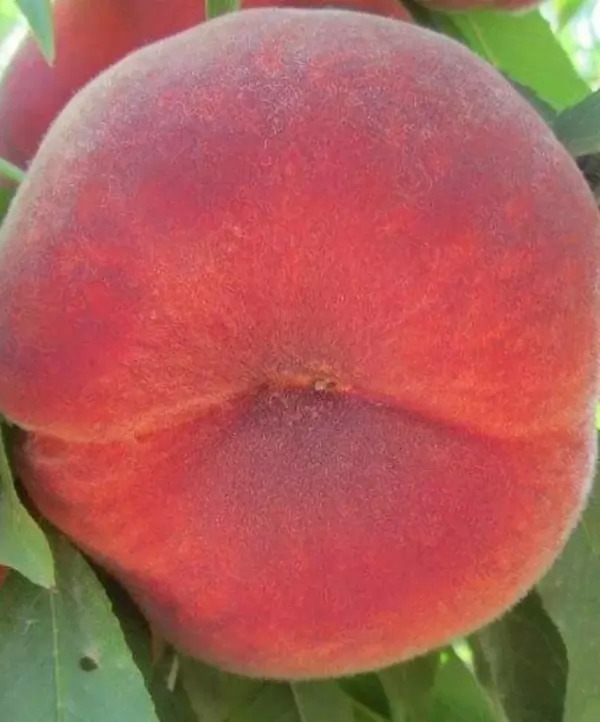 Персик "Плейн Сан" Персик "Плейн Сан"