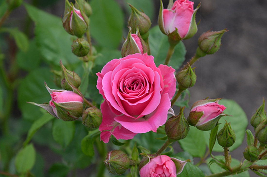 Троянда Бордюрна Улюблена Лідія