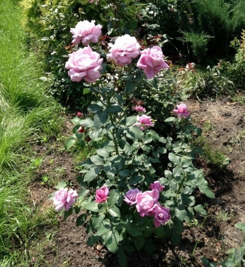 Троянда Шарль Де Голь