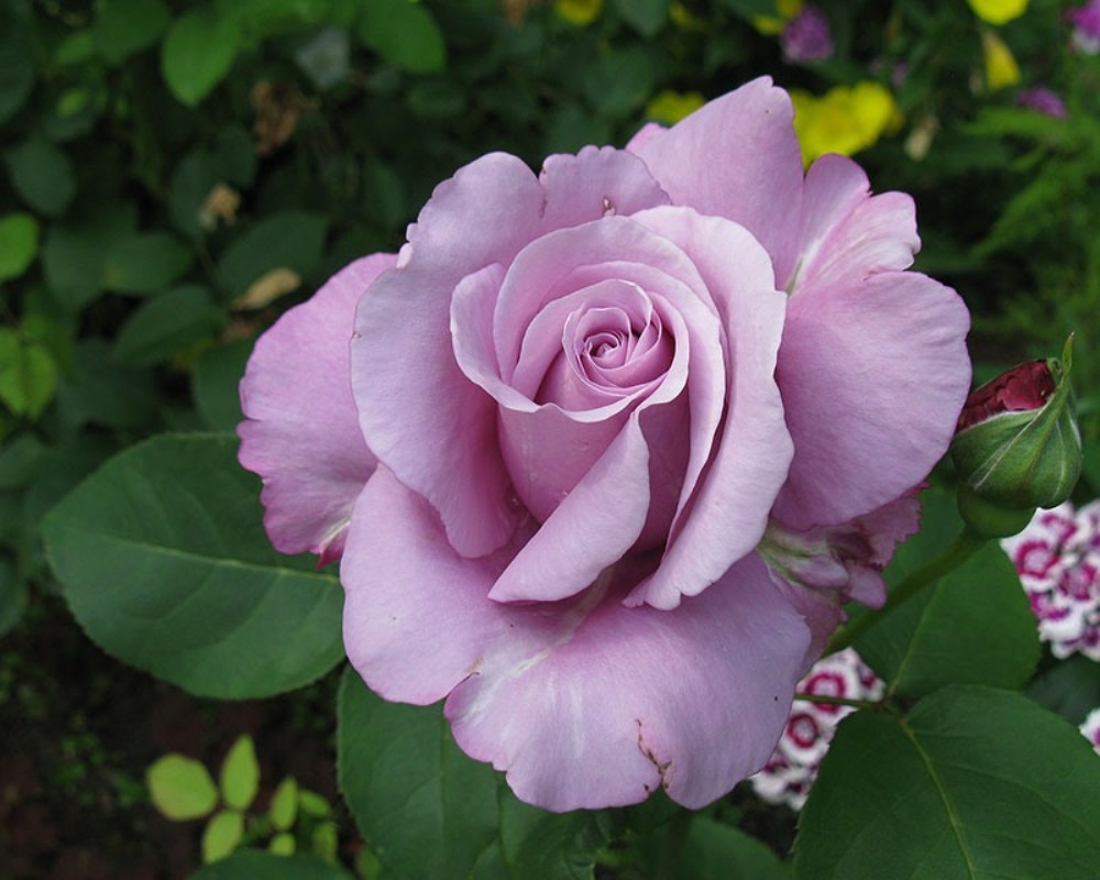 Троянда Шарль Де Голь