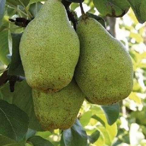 Груша Ноябрьска Груша Ноябрьска