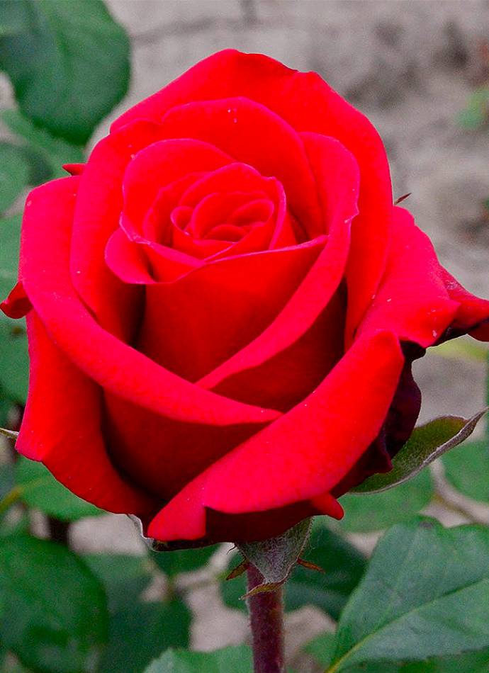 Троянда чайно-гібридна Ред Берлін Троянда чайно-гібридна Ред Берлін