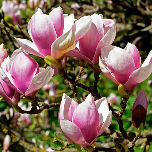 Магнолія суланжа Александріна