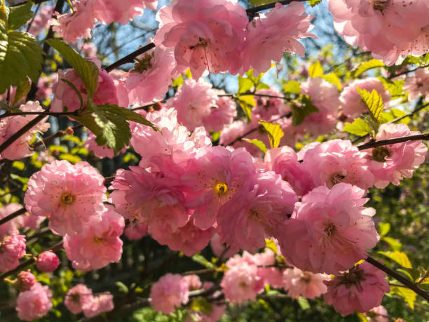 Мигдаль Луізіанія Мигдаль Луізіанія