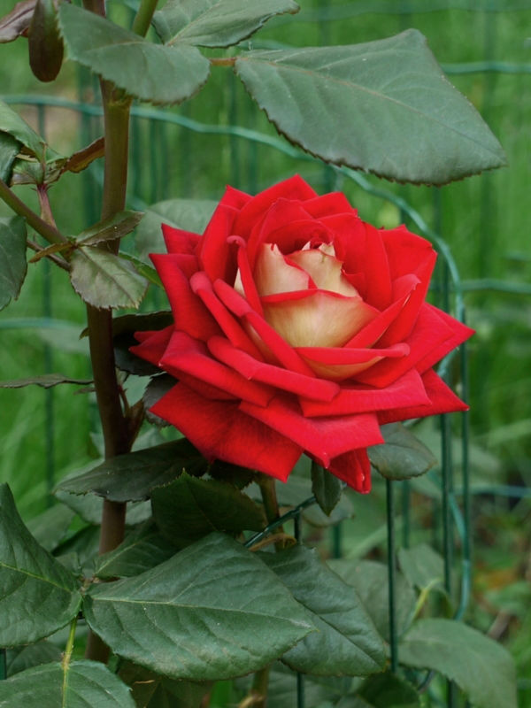 Троянда Нью Фешин