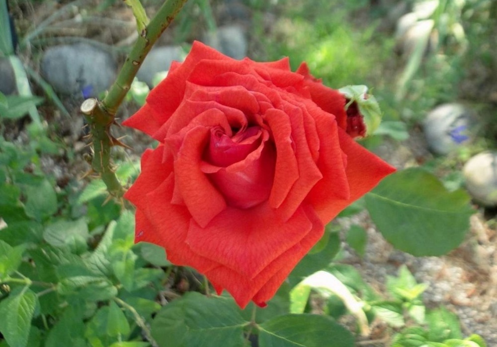 Троянда Камара