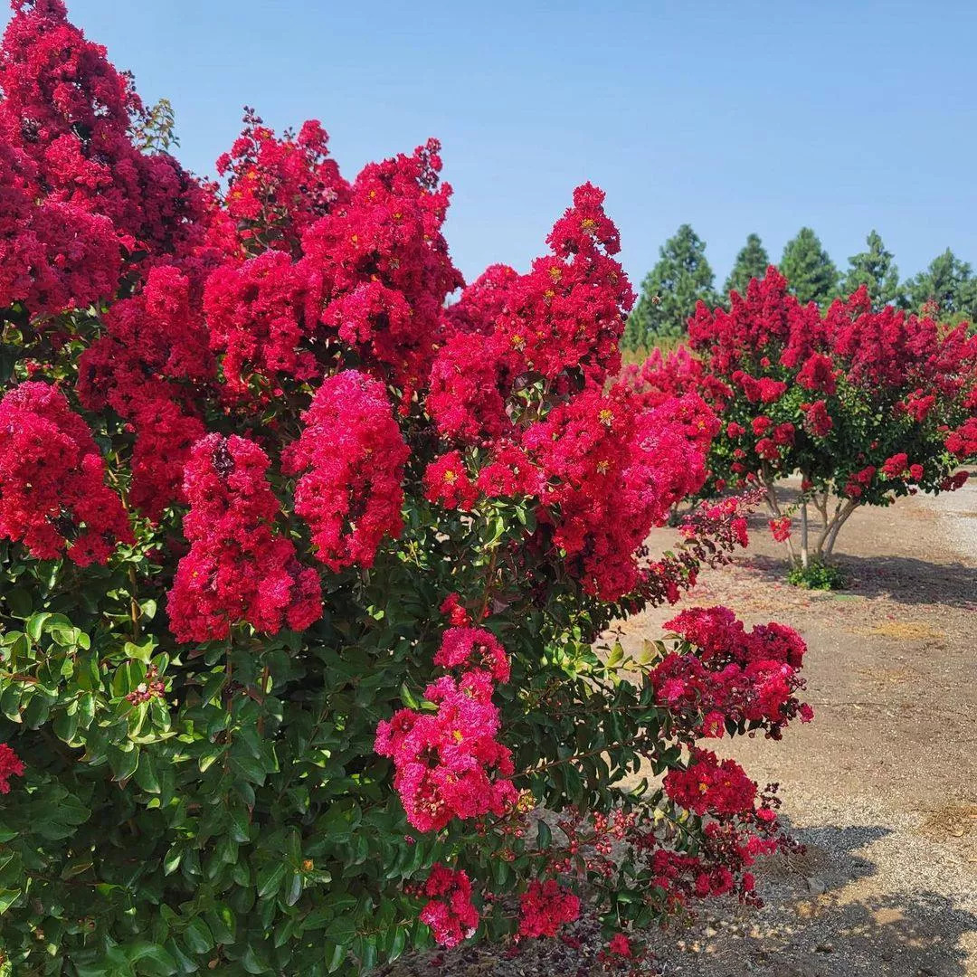 Бузок Червона Мрія Бузок Червона Мрія