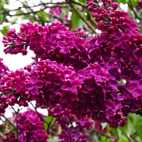 Бузок Шарль Жолі Бузок Шарль Жолі