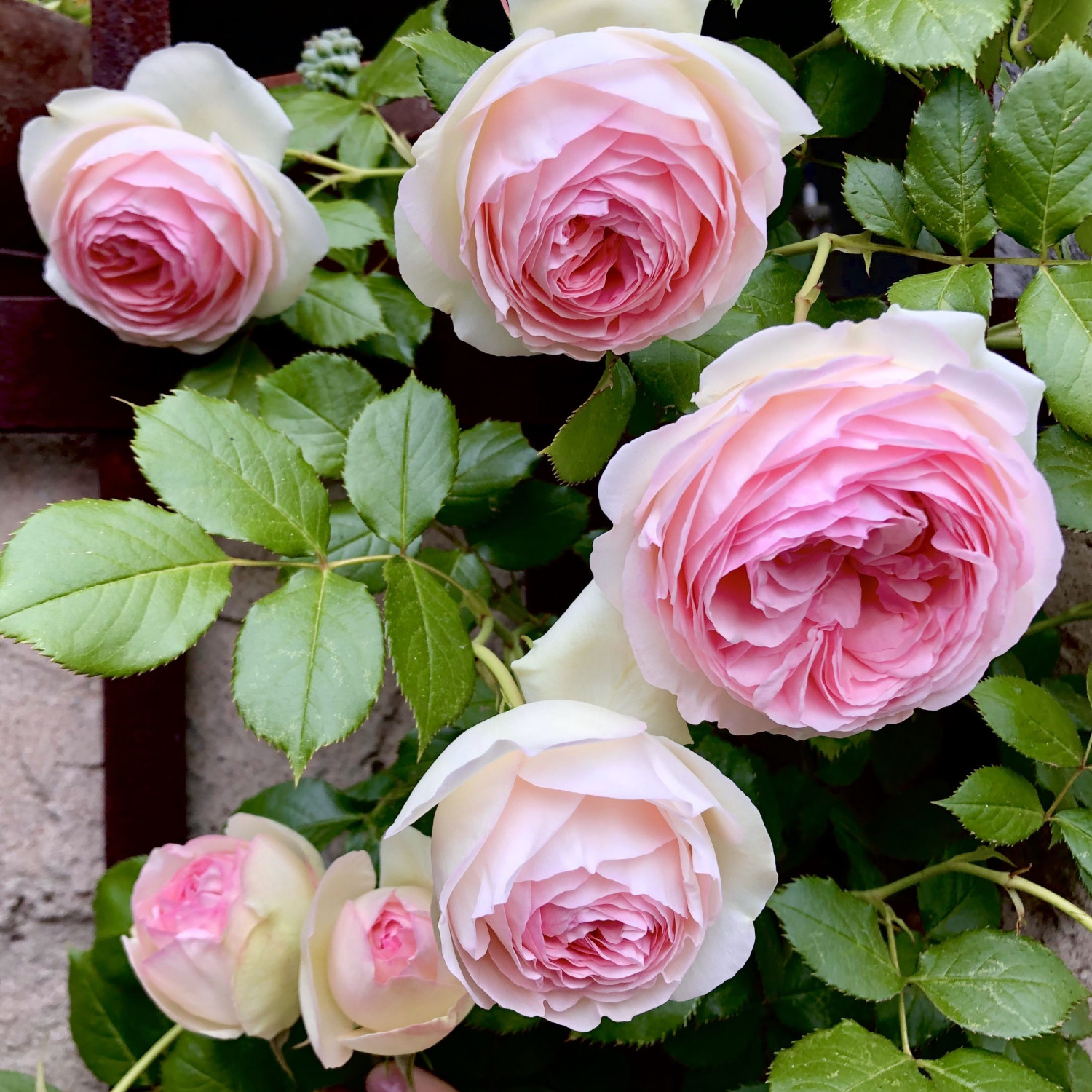 Троянда плетиста П'єр де Ронсар Троянда плетиста П'єр де Ронсар