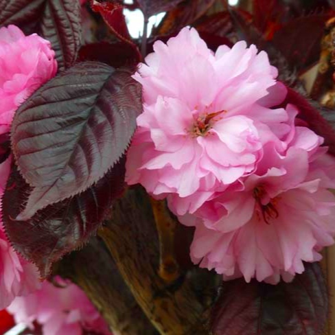 Сакура Роял Бургунді Сакура Роял Бургунді