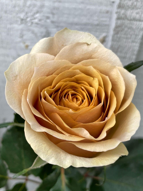 Троянда Голден Мустард Троянда Голден Мустард