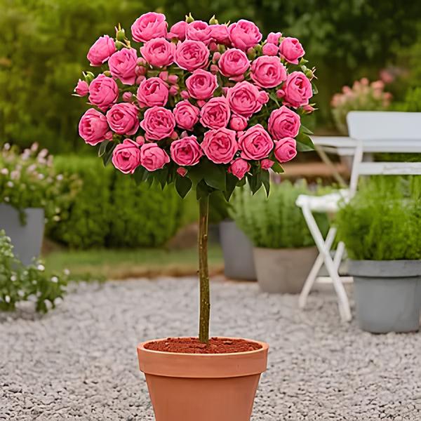 Троянда на штамбі "Хепі Піано" Троянда на штамбі "Хепі Піано"