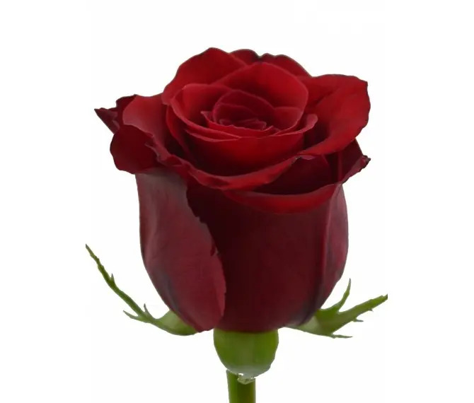 Троянда Експлорер Троянда Експлорер