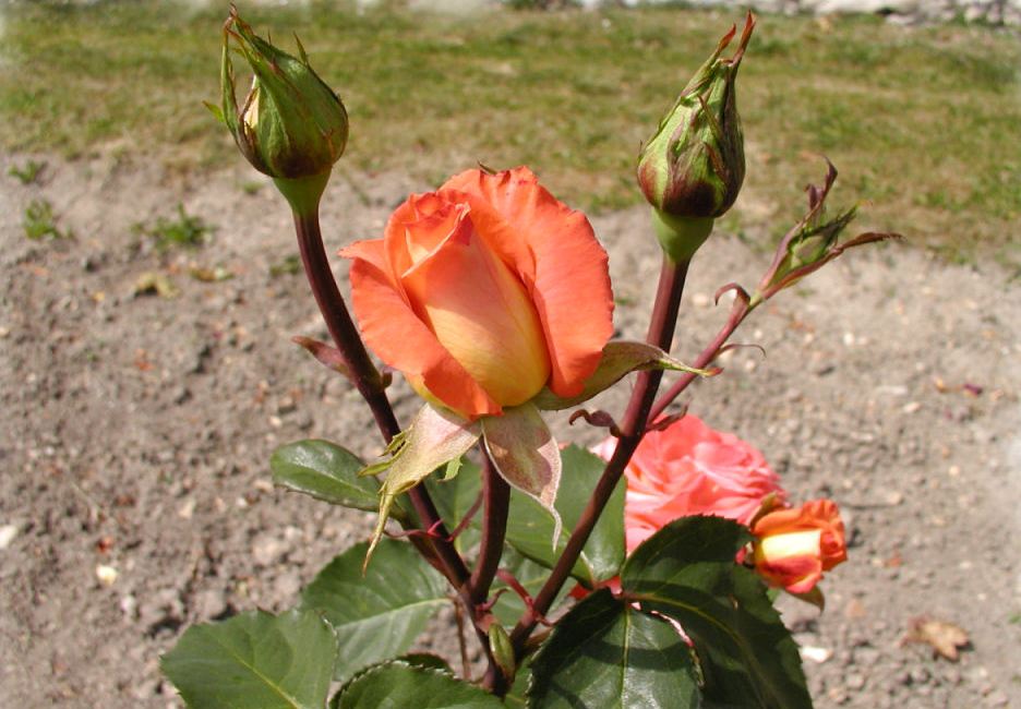 Троянда Амбасадор