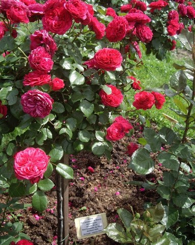 Троянда Штамбова Ред Леонардо да Вінчі