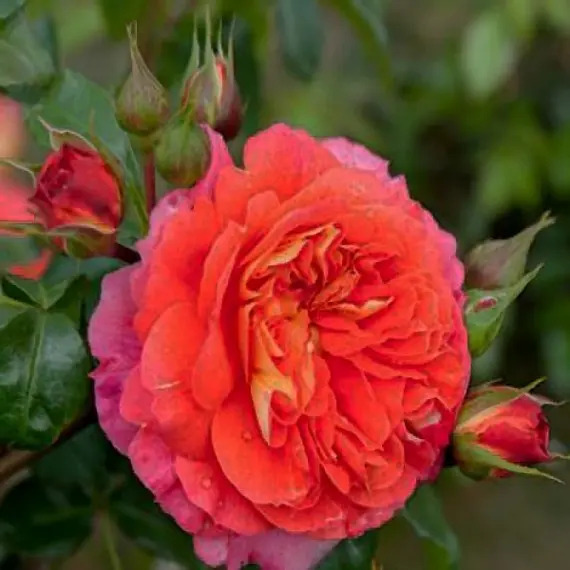 Троянда Брати Грімм Троянда Брати Грімм