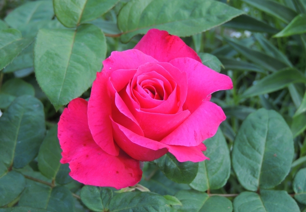 Троянда Ланкома