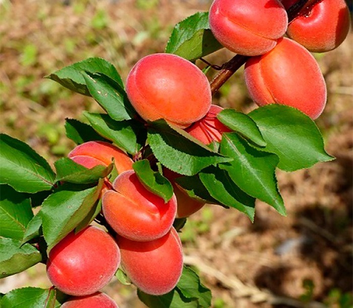 Абрикос Пріція