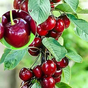 Черешня Гудзон Черешня Гудзон