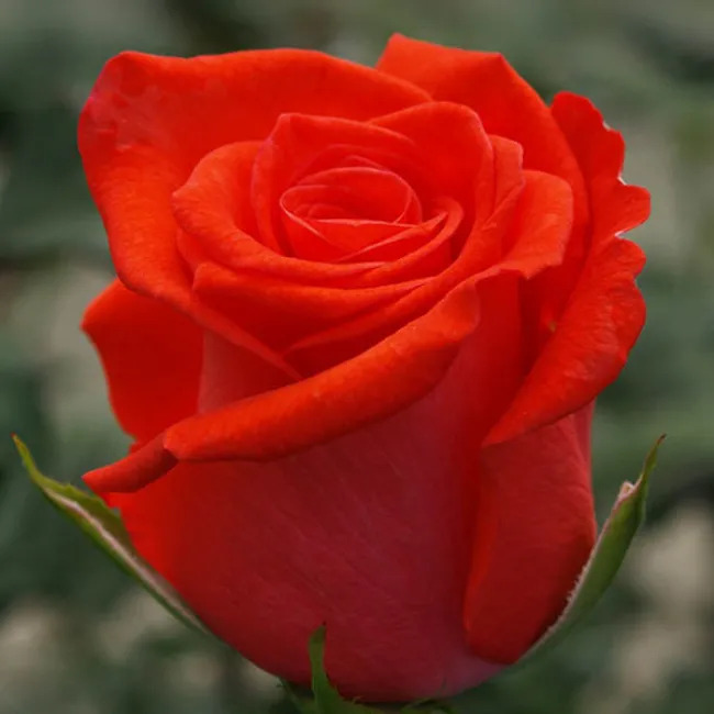 Троянда Корвет Троянда Корвет