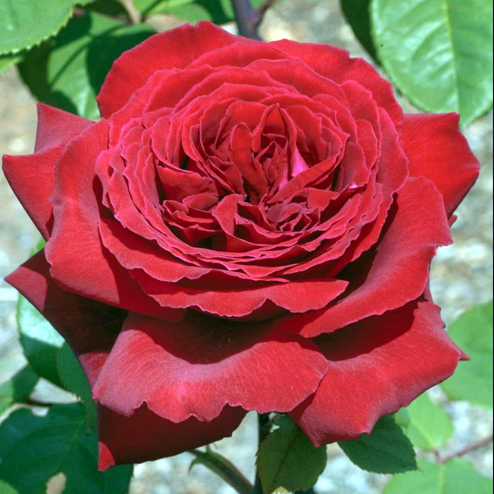 Троянда Штамбова Ботеро