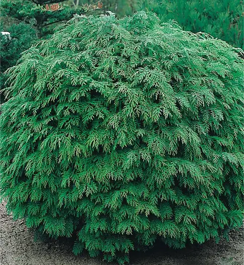 Кипарисовик Лавсона Globosa C2
