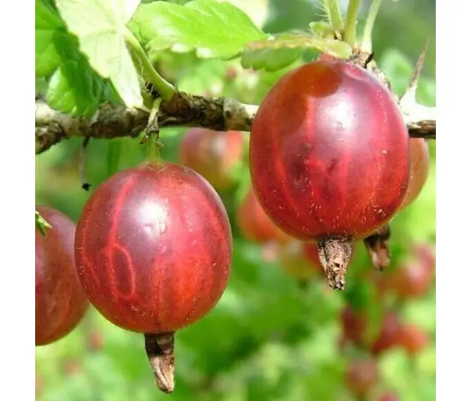 Агрус Тясмін у горщику