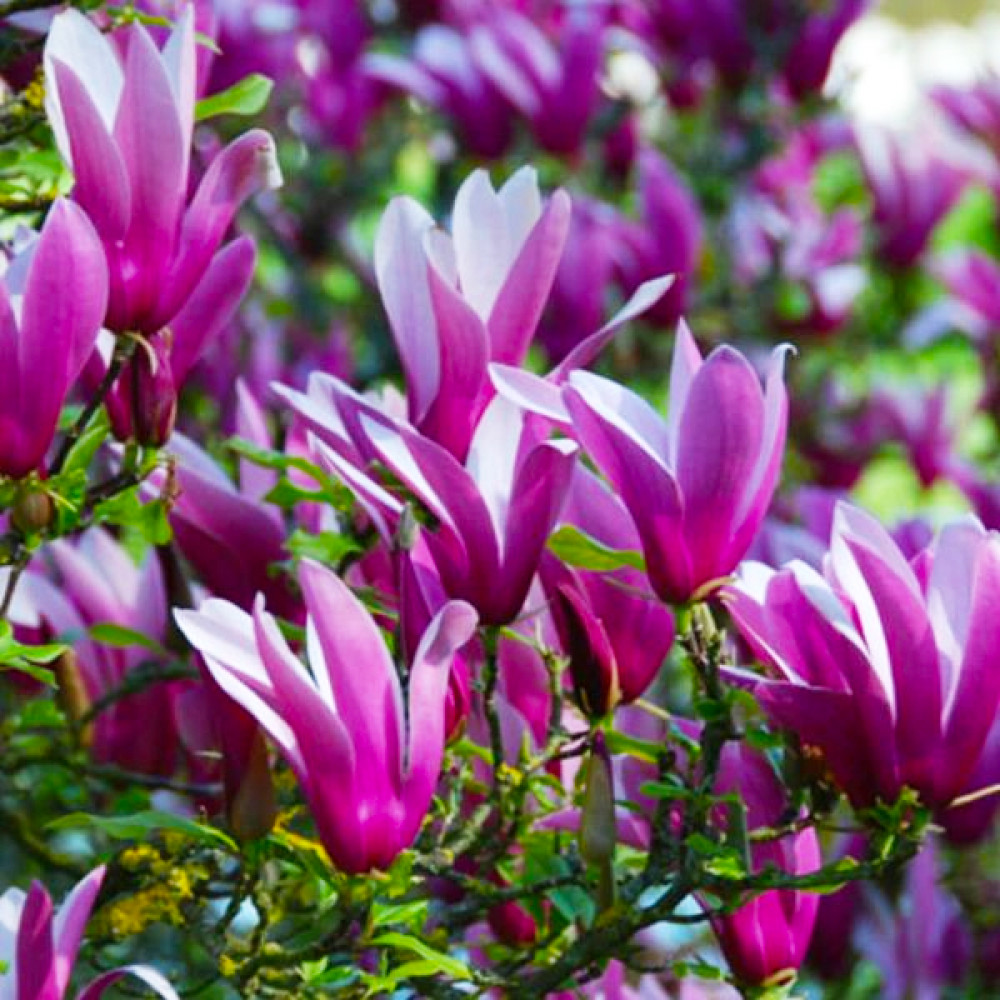 Магнолія лілієцвітна Нігра