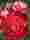 Троянда Рубі Стар Троянда Рубі Стар
