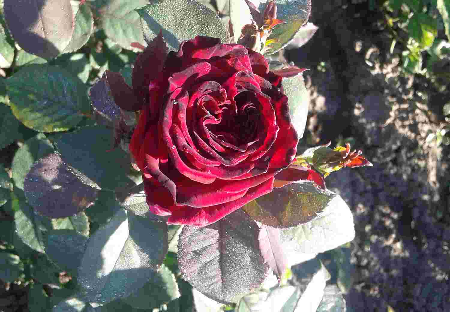 Троянда Самурай
