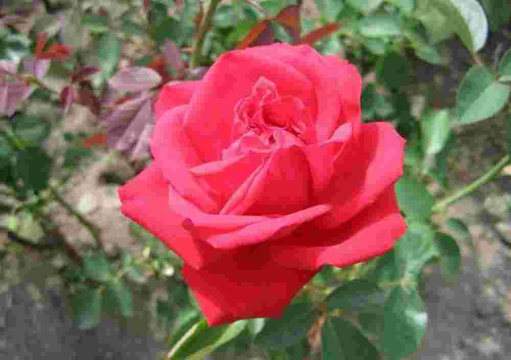 Троянда Софі Лорен