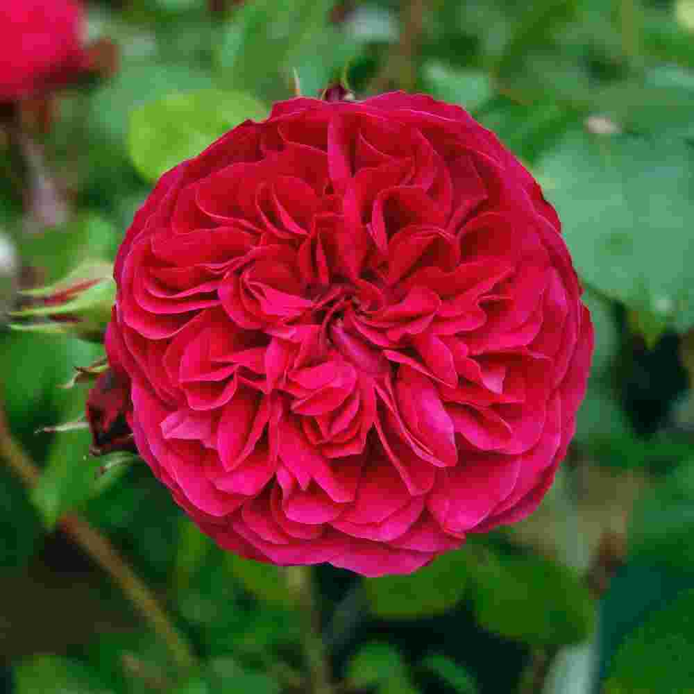 Троянда Штамбова Ред Леонардо да Вінчі