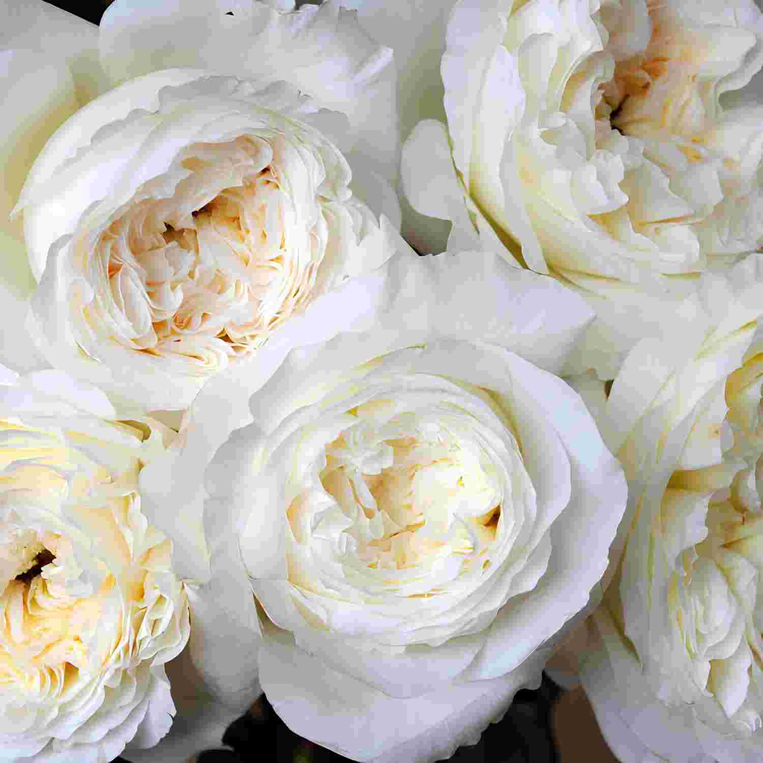 Троянда на штамбі "Пейшенс" Троянда на штамбі "Пейшенс"