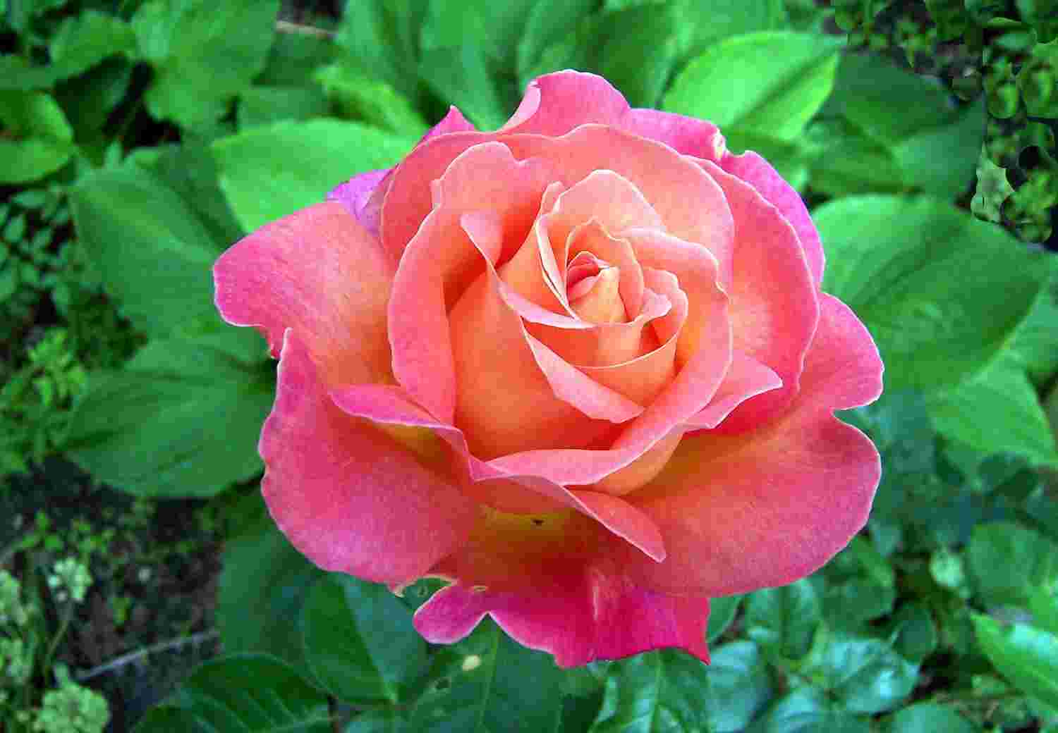 Троянда Чікаго Піс