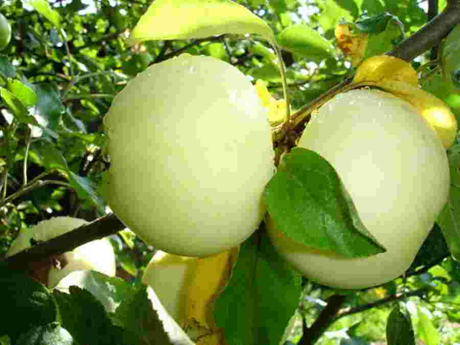 Пікантні рецепти з білим наливом яблука