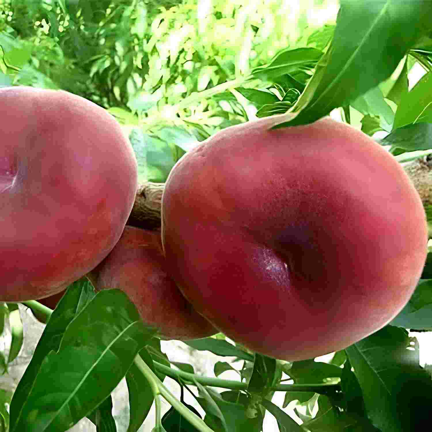 Персик "Плейн Джем" Персик "Плейн Джем"