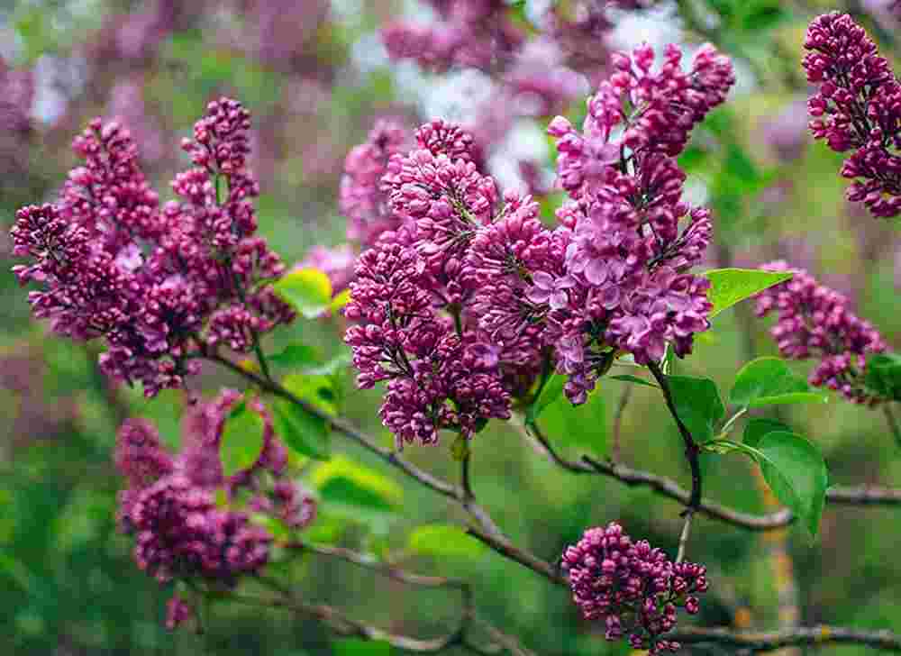 Бузок Шарль Жолі Бузок Шарль Жолі