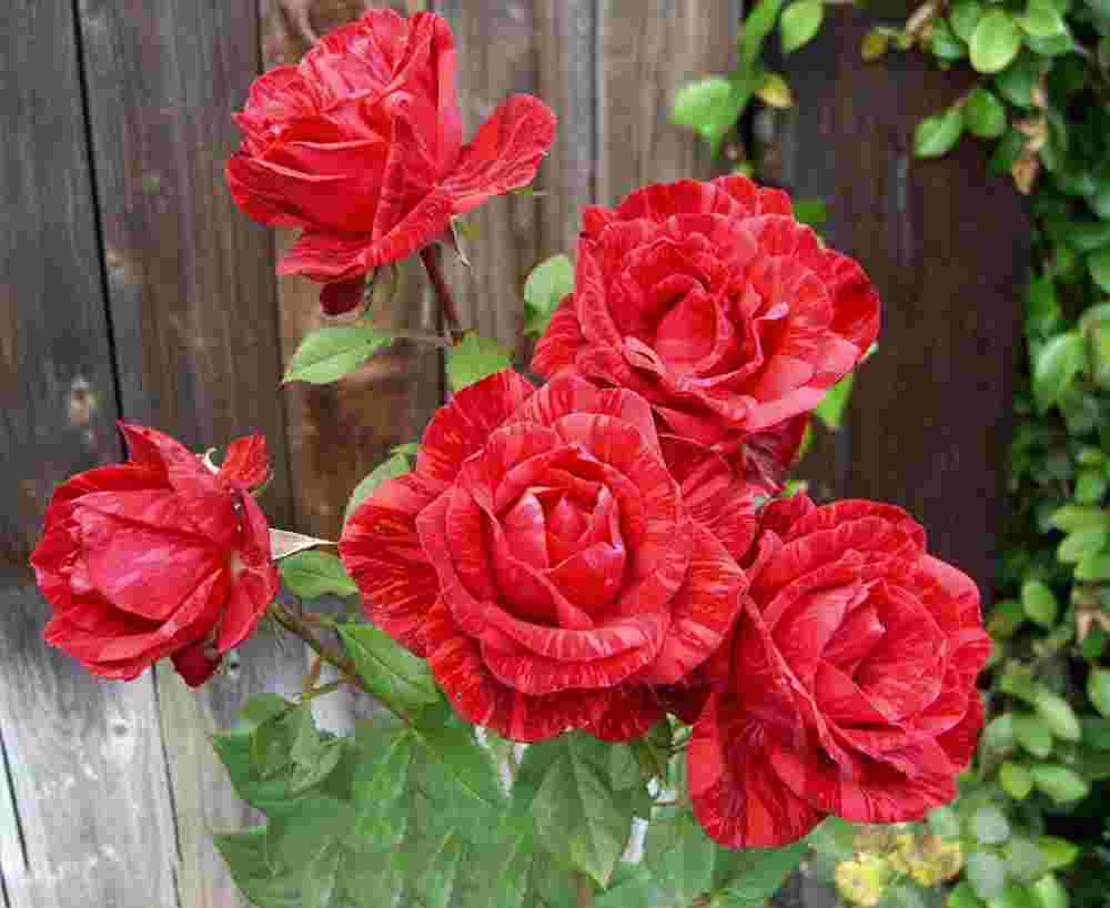 Троянда Ред Інтуішин