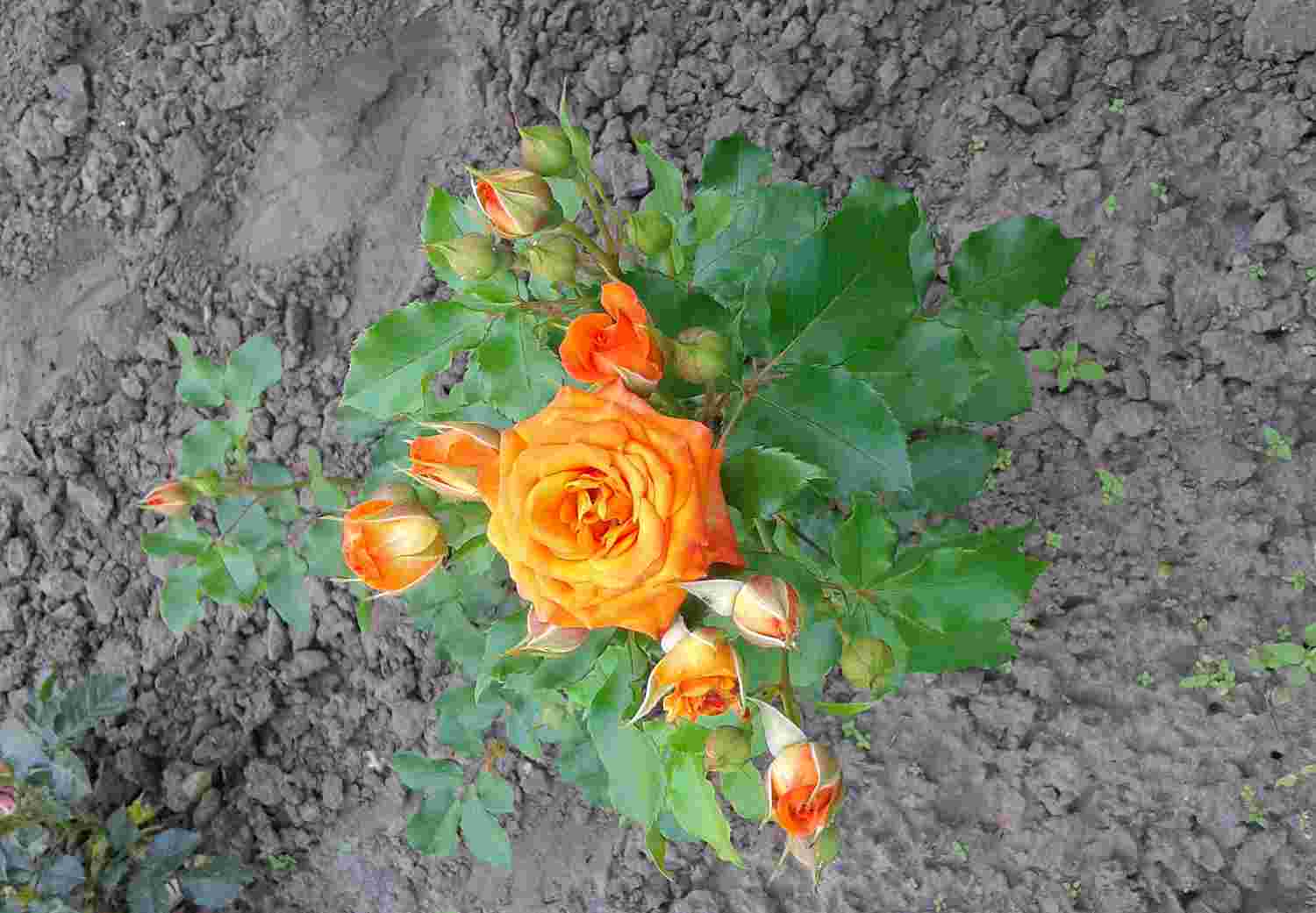 Троянда Оранж Бебі