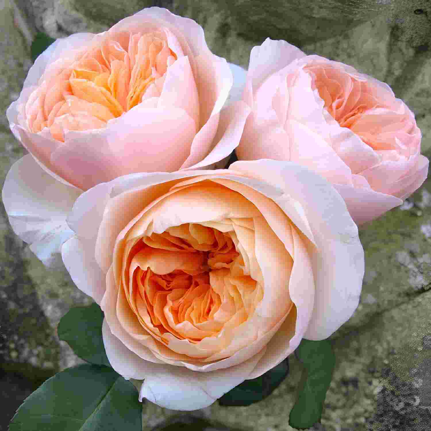 Троянда на штамбі "Джульєта" Троянда на штамбі "Джульєта"